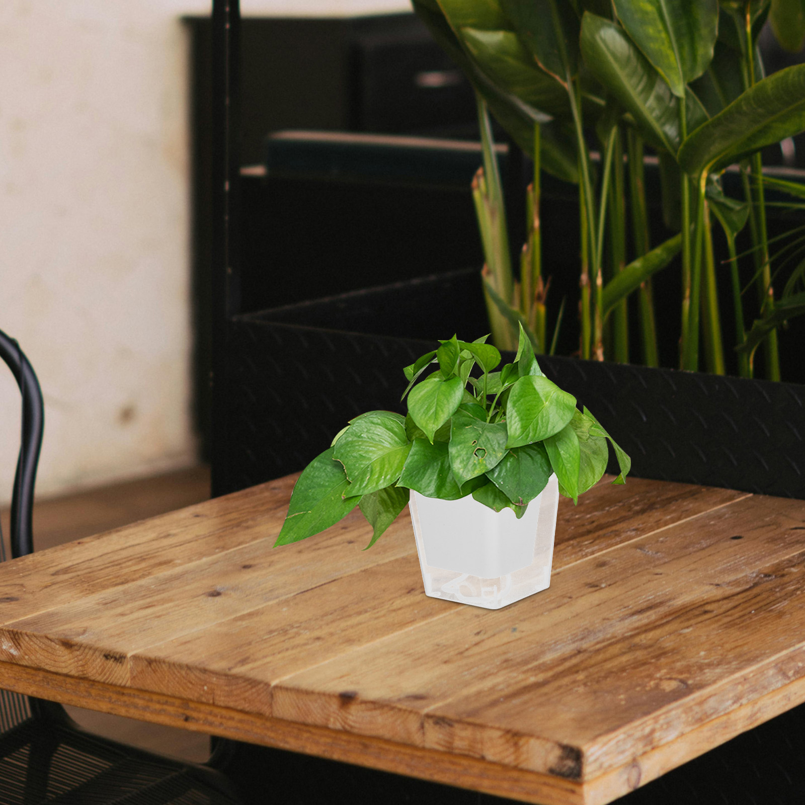 Mini Vaso da Balcone Salvaspaz - Self-Watering Planter recensione e prezzo