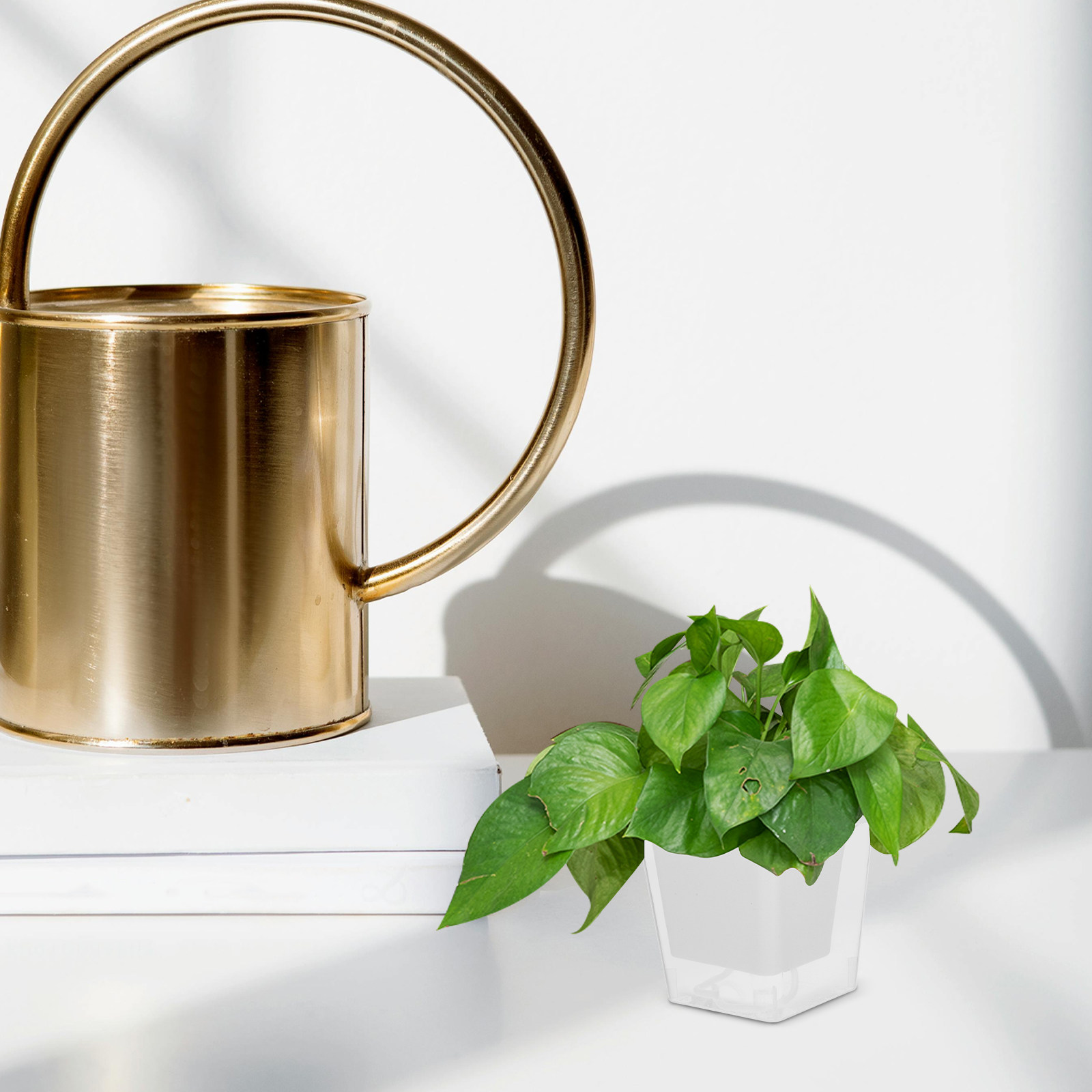 Mini Vaso da Balcone Salvaspaz - Self-Watering Planter recensione e prezzo